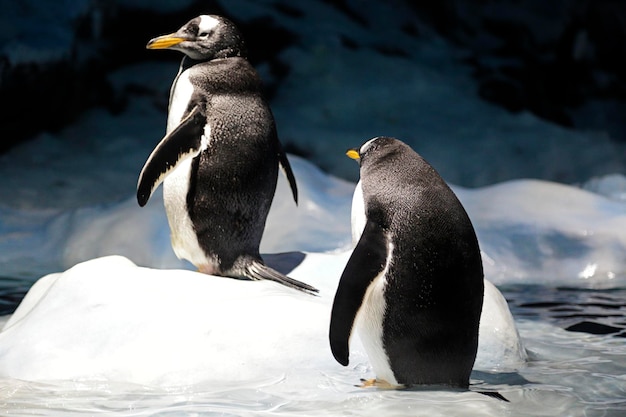 Deux manchots papous pygoscelis papua se reposant dans la glace