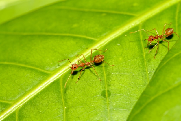 DEUX MARCHE SUR LES FEUILLES VERTES DANS LA NATURE