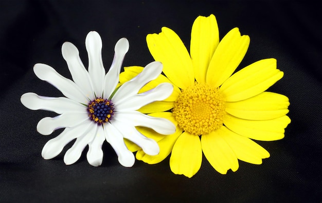 Deux marguerites blanches et jaunes isolées sur gros plan noir. Fleur jaune blanc de forme inhabituelle