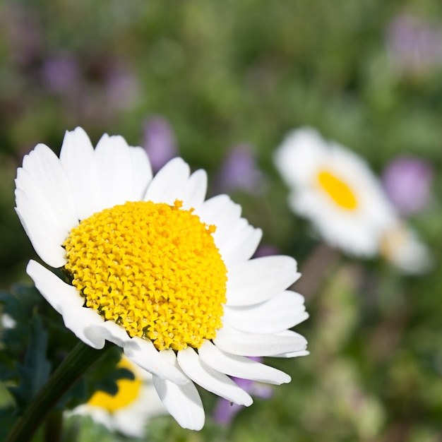 Deux marguerites (Chrysanthemun leaucanthemum) sur un champ naturel