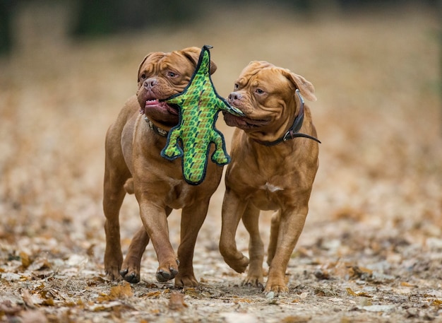 Deux Mastiff français jouent dans le parc d'automne.