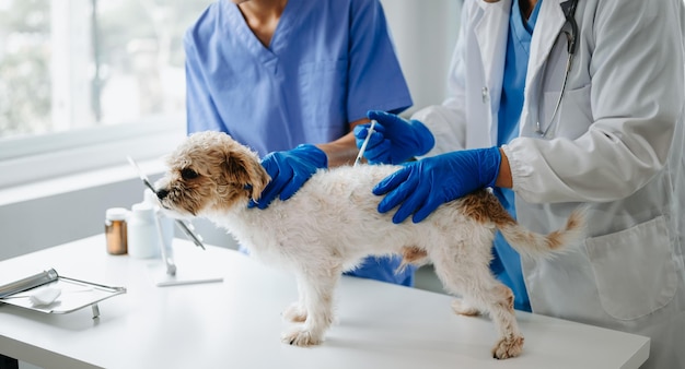 Deux médecins l'examinent Concept de médecine vétérinaire Chien shih tzu dans une clinique vétérinaire