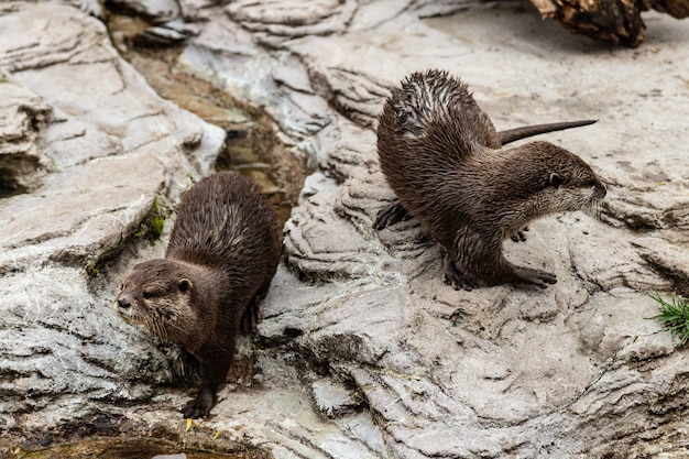 Deux mignonnes loutres de rivière au zoo