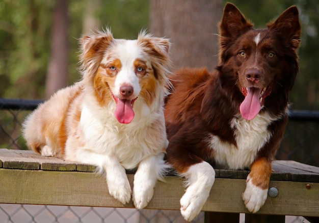 Deux mignons bergers australiens se trouvent sur un banc en été