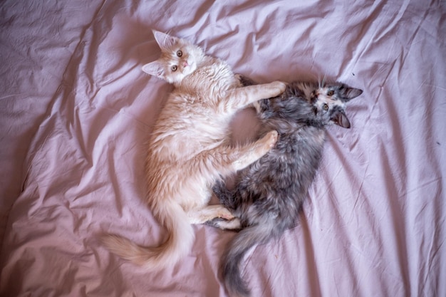 Deux mignons chatons Maine Coon jouent