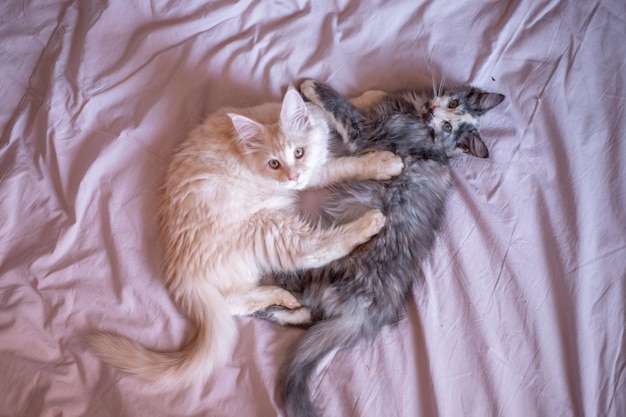 Deux mignons chatons Maine Coon jouent