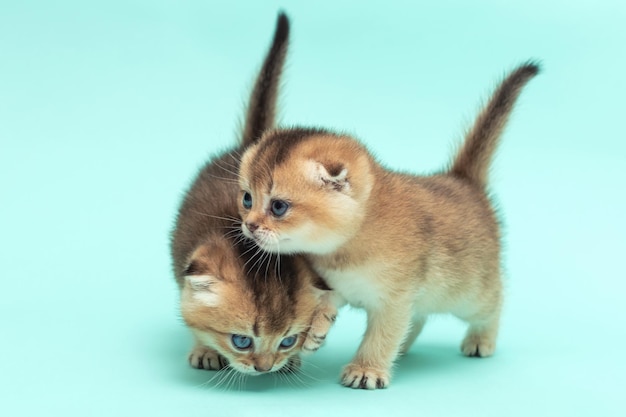 Deux mignons chatons Scottish fold