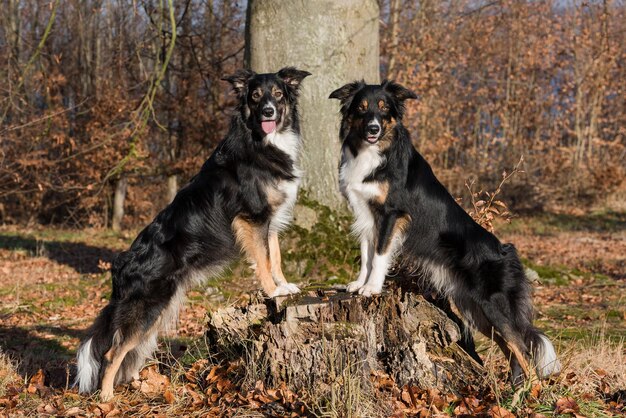 Deux mignons chiens border collie dans le parc en automne.