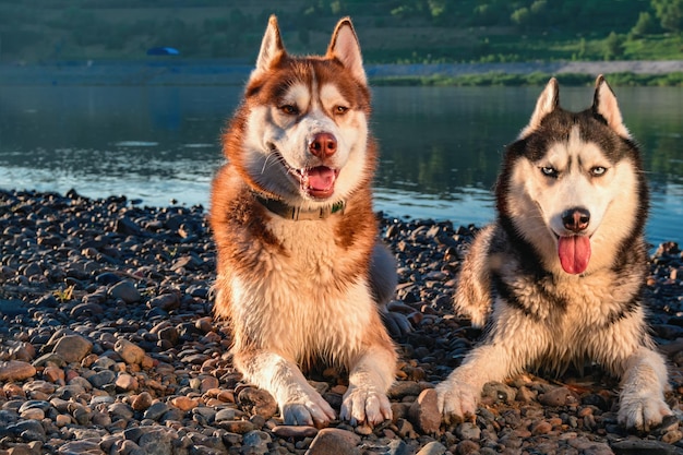 Deux mignons chiens huskies souriants à bouche ouverte Chiens Husky de Sibérie allongés sur la rive de la rivière du soir