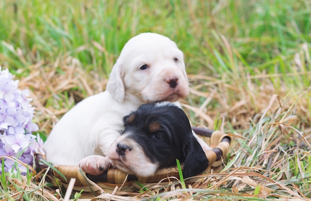 Deux mignons chiots setter anglais dans un panier en bois avec fond d'herbe. Espace de copie.