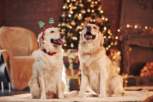 Deux mignons Golden retrievers ensemble à la maison pour célébrer le Nouvel An