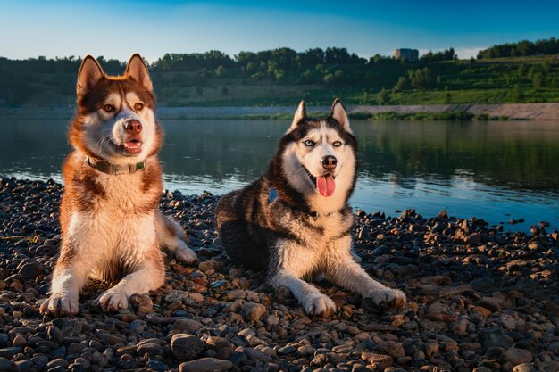 Deux mignons huskies à bouche ouverte Chiens Husky de Sibérie allongés sur la rive de la rivière du soir Concept d'amour pour animaux de compagnie