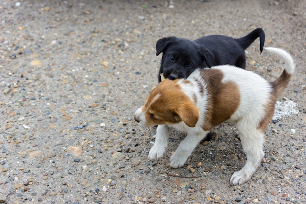 Deux mignons petits chiots sans-abri se battent, jouent et se mordent. L'un noir, l'autre brun blanc, tacheté. Jeux de chiots sympathiques et amusants.