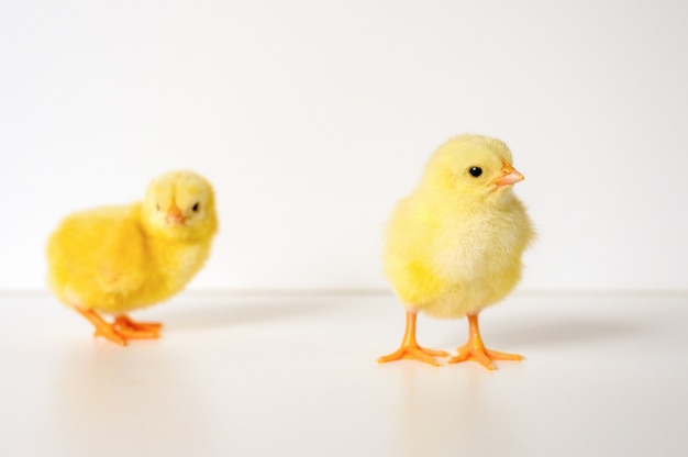 Deux mignons petits petits poussins de bébé jaune nouveau-né sur mur blanc