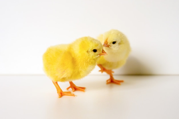 Deux mignons petits petits poussins nouveau-nés jaunes sur une surface blanche