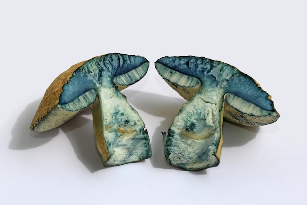 Deux moitiés du champignon comestible Gyroporus cyanescens sont devenues bleues après avoir été coupées très rapidement.