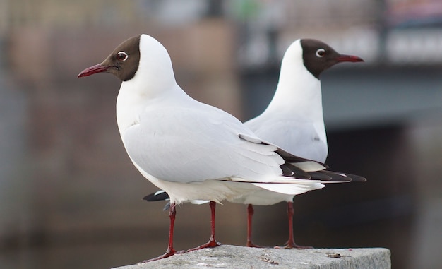 Deux mouettes assis sur une clôture en granit et regarder dans des directions différentes