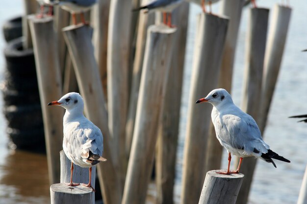 Deux mouettes sur une souche