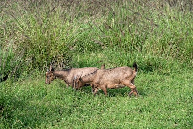 Deux moutons paissant dans l'herbe