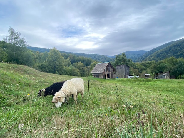 Photo deux moutons paissent sur une colline près d'une petite hutte ukraine carpates