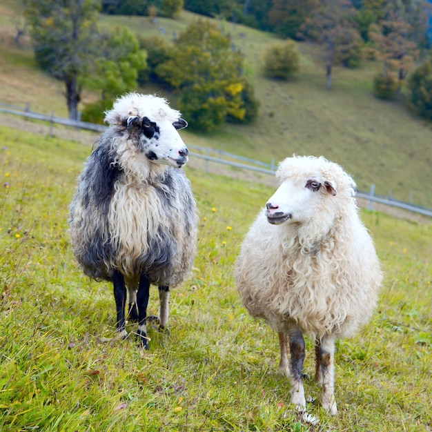 Deux moutons sur les pâturages du plateau de montagne (montagne des Carpates, Ukraine).
