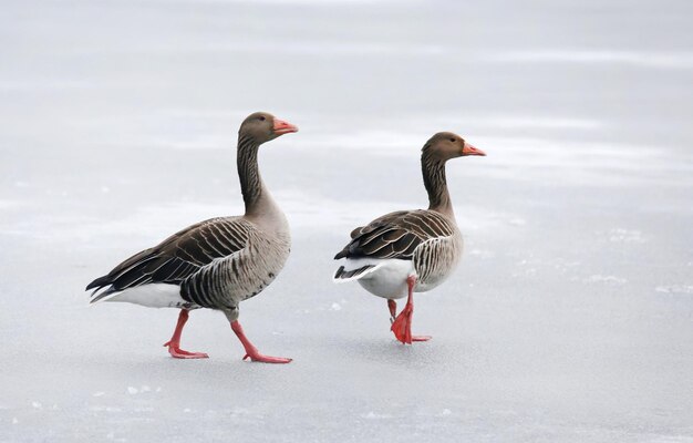 Deux Oies Cendrées Sur Un Lac Gelé En Plein Air