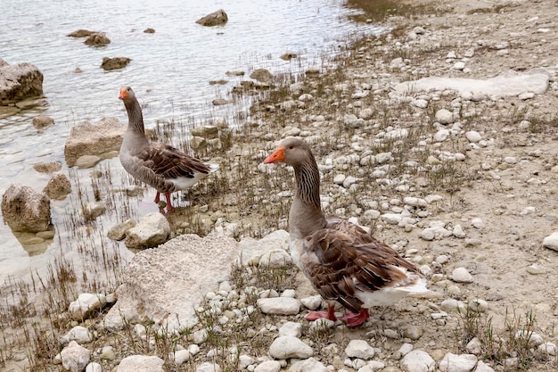 Deux oies grises se tiennent au bord du lac