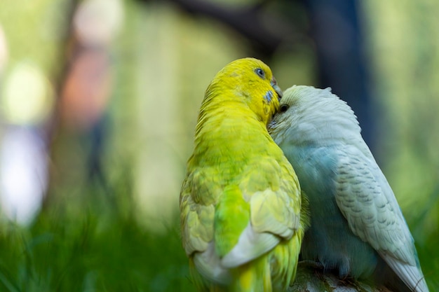 Deux oiseaux affectueux jouant dans l'herbe un vert jaune et un bleu blanc petites perruches fond avec bokeh mexique