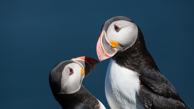 Photo deux oiseaux avec des becs qui disent bec