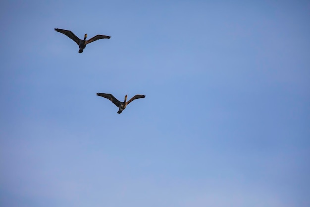 Deux oiseaux bleu teal magnifique teal anneau en vol