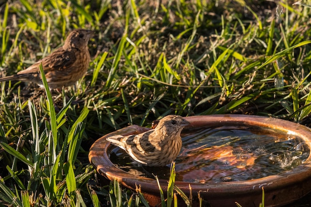 Deux oiseaux boivent de l'eau d'un bain d'oiseaux.