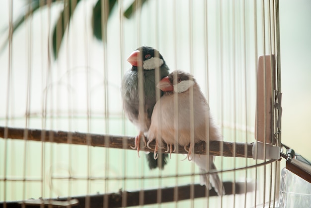 Deux oiseaux de compagnie dans une cage