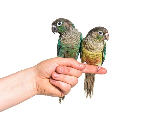 Deux oiseaux Conure vert tiennent une main humaine, isolée