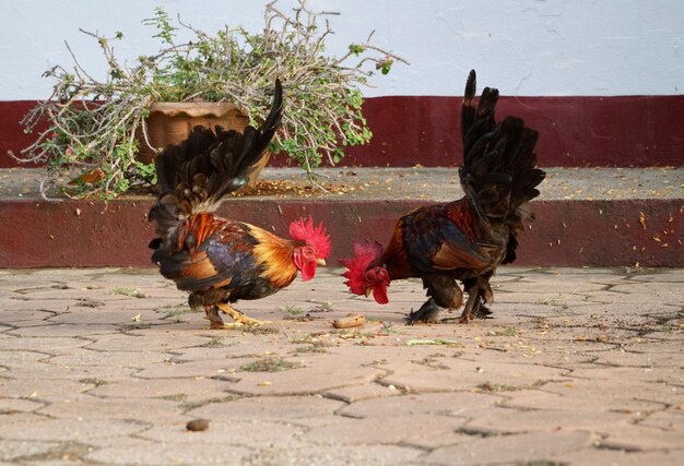 Photo deux oiseaux dans un cheval