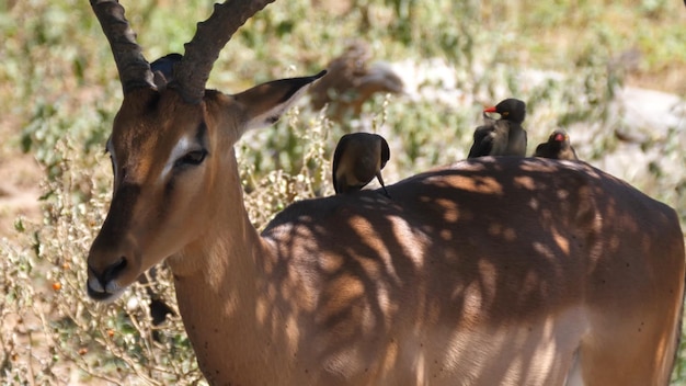 Deux oiseaux sur le dos d'un cerf