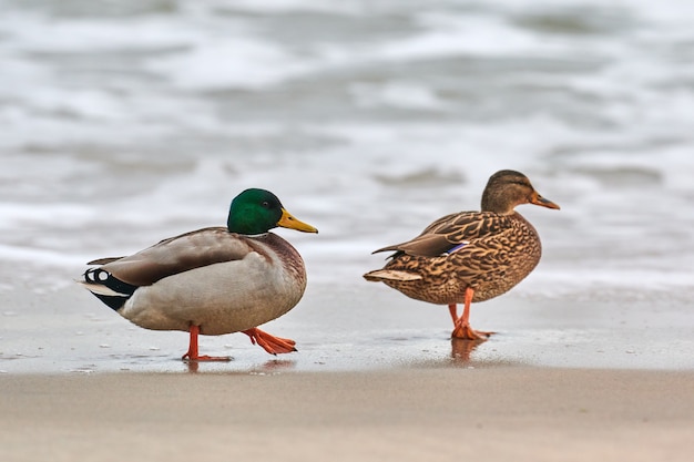 Deux oiseaux d'eau de colvert marchant près de la mer Baltique