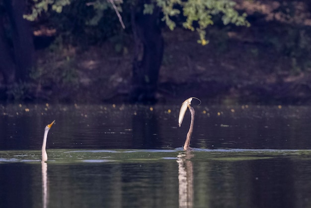 Deux oiseaux nagent dans l'eau et l'un est un héron.