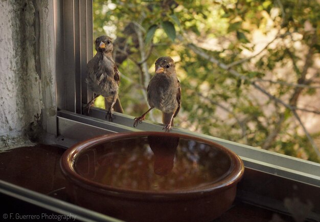 Photo deux oiseaux perchés sur une fenêtre