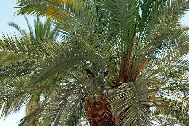 Deux oiseaux perchés sur un palmier avec de denses feuilles vertes vibrantes créant une épaisse canopée La lumière du soleil filtre à travers ces feuilles jetant complexe La texture du tronc du palmier est visible
