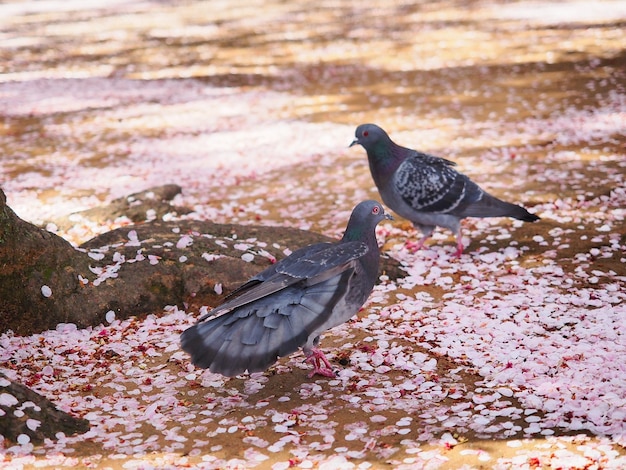 Deux oiseaux et pétales de sakura au sol.