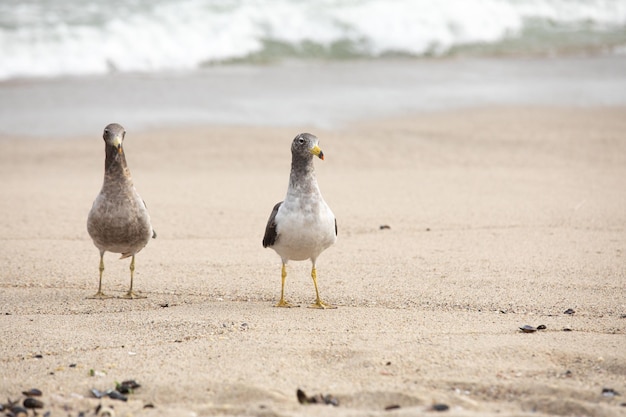 deux oiseaux sur une plage avec l'océan en arrière-plan