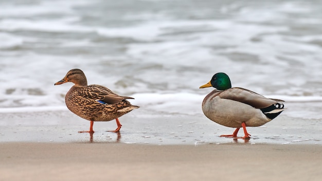 Deux oiseaux de sauvagine colvert marchant près de la mer Baltique