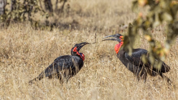 Photo deux oiseaux sur la terre