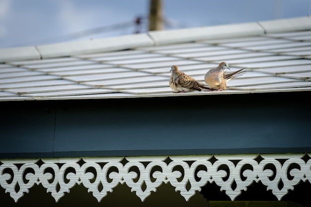 Deux oiseaux sur le toit