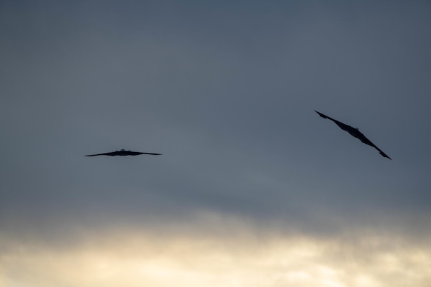 Deux oiseaux volant dans le ciel avec un volant dans les airs.