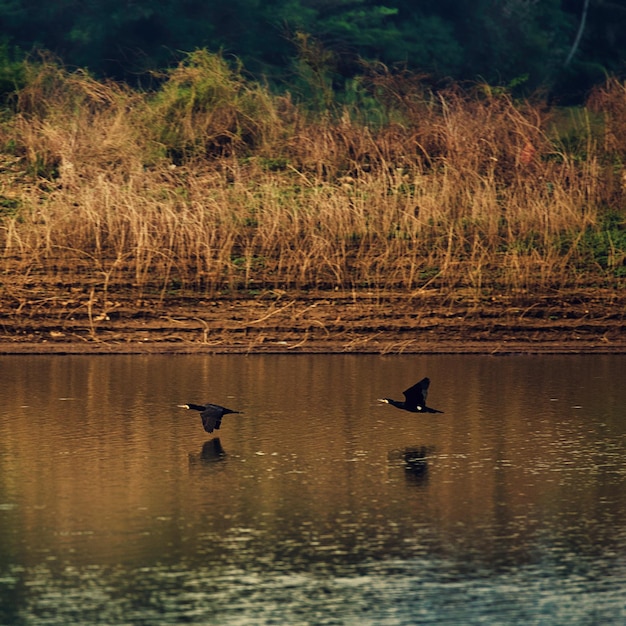 Deux oiseaux volent au-dessus d'un plan d'eau avec l'herbe en arrière-plan.