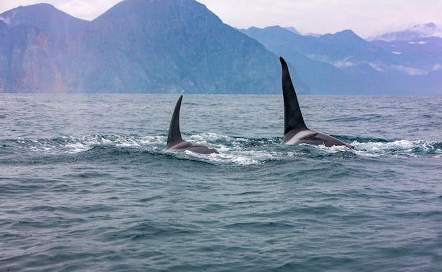 Les deux orques au repos sauvage. Mise au point sélective