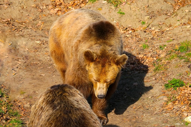 Deux ours bruns adultes dans la forêt en été