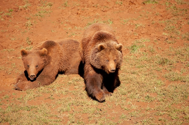 deux ours bruns au zoo