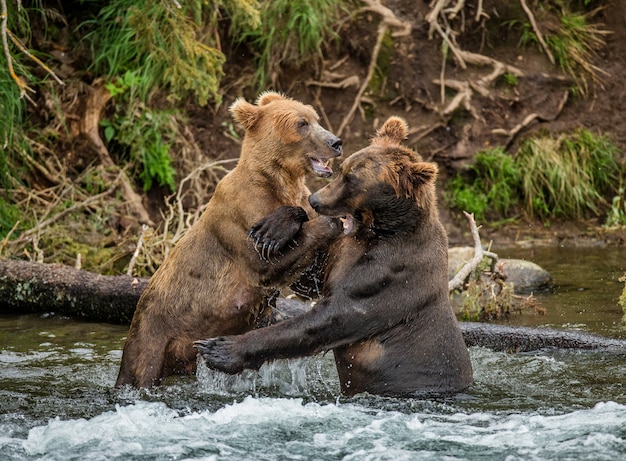 Deux ours bruns jouent l'un avec l'autre dans l'eau. ETATS-UNIS. Alaska. Parc national de Katmai.